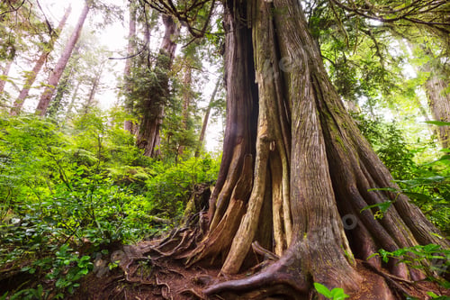 Preview: Vancouver forest
