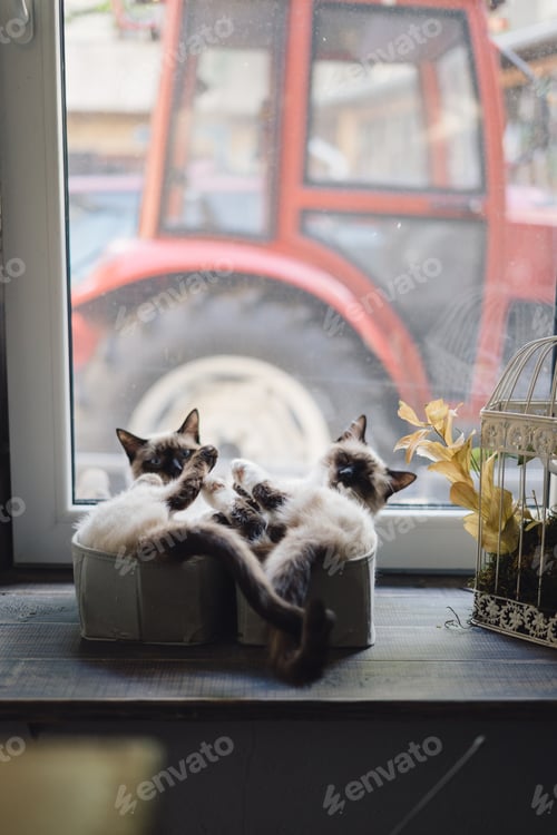 Preview: Cute siamese cats lying in boxes near the window