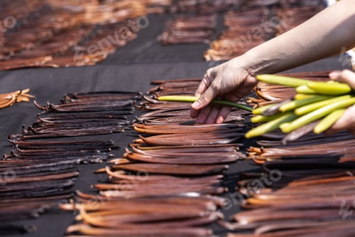 Preview: Farmers bring ripe vanilla pods to dry in the sun.