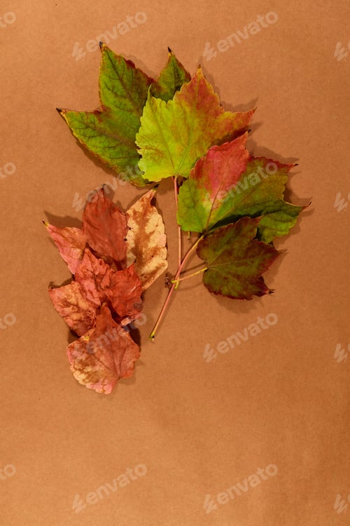 Preview: Colorful autumn leaves isolated on beige background