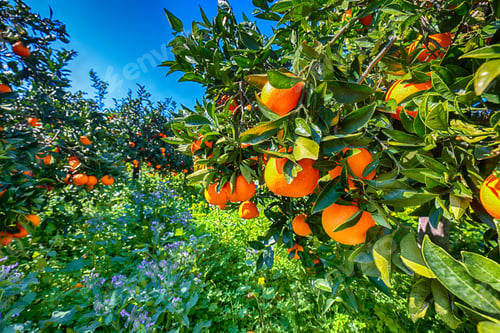Preview: Ripe oranges on tree in orange garden.