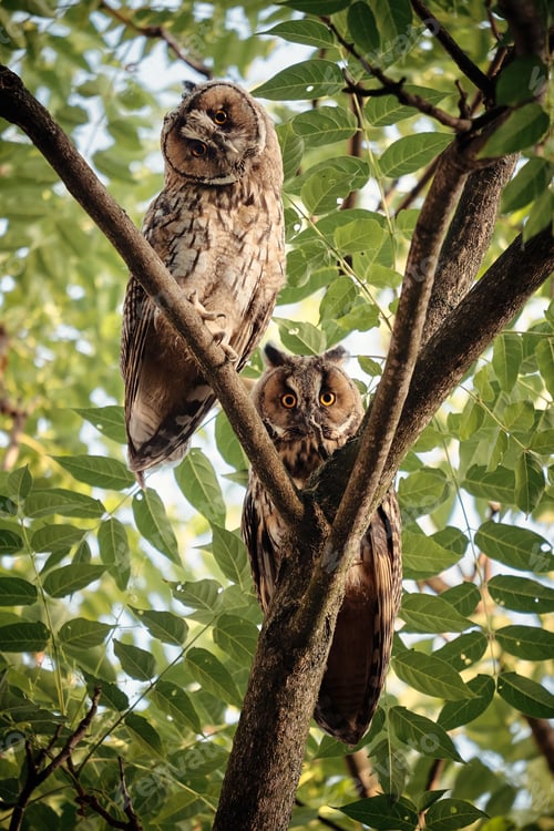 Preview: Long-eared owl