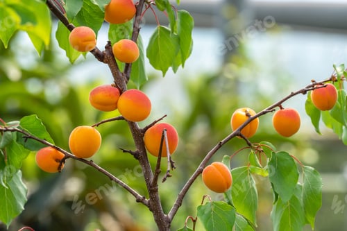 Preview: An apricot is a fruit, or the tree that bears the fruit, of several species in the genus Prunus