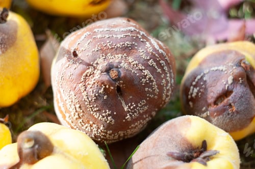 Preview: fruit rot, monilios on quince fruits, gray circular patterns of mold fungus on a brown background