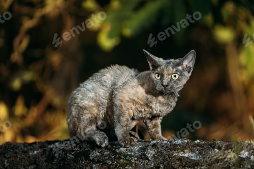 Preview: Cute Funny Curious Playful Gray Devon Rex Cat sitting on fallen tree trunk in forest, garden