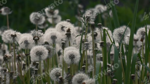 Preview: Field of dandelions on cloudy day. Creative. Beautiful and fluffy dandelions in summer meadow