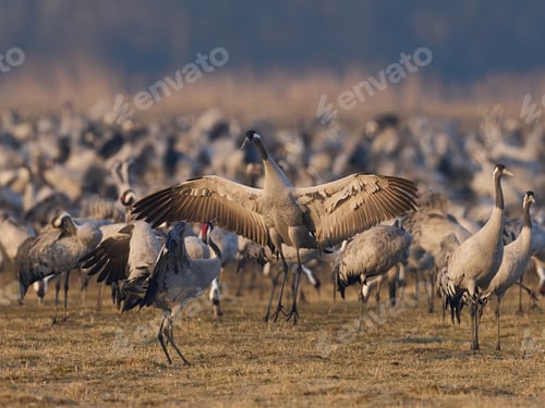 Preview: Common crane (Grus grus)