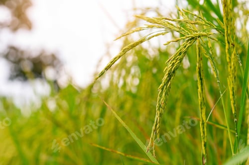 Preview: Selective focus on ear of rice. Green paddy field. Rice plantation. Organic jasmine rice farm