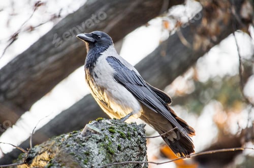 Preview: Hooded crow bird on a tree branch