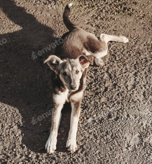 Preview: sad homeless dog lying on the road and looking upwards. pet adoption and care concept.