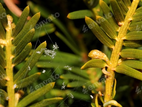 Preview: Snowflakes On Evergreen Bush - Close Up Photograph Of Delicately Formed Snowflakes On An Evergreen