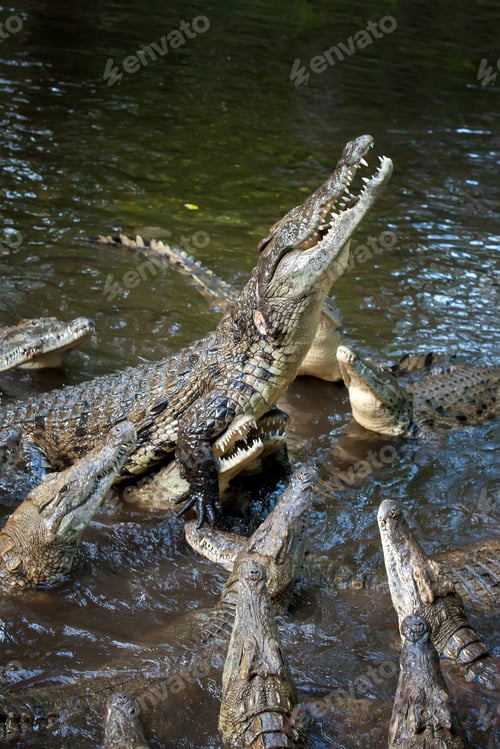 Preview: Crocodile in National park of Kenya, Africa