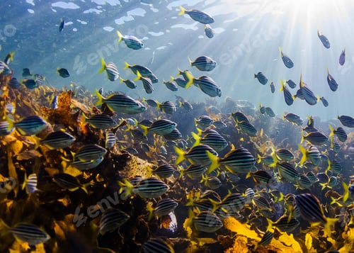 Preview: Shallow underwater seascape, fish underwater photo