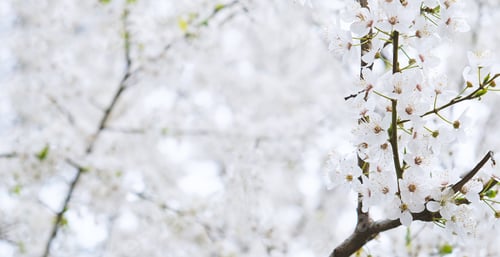 Preview: Branch of delicate white blossoms of cherry tree or plum tree in full bloom in early spring.