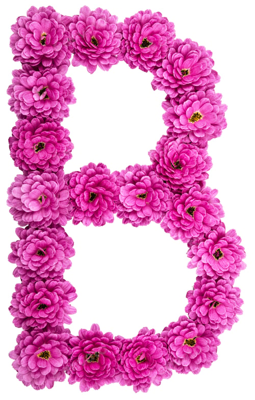Preview: Letter B, alphabet from flowers of chrysanthemum, isolated on white background