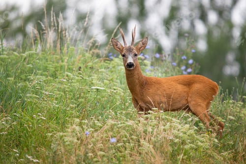 Preview: Roe deer looking to the camera in long grass from side