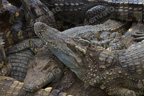 Preview: Crocodiles in water