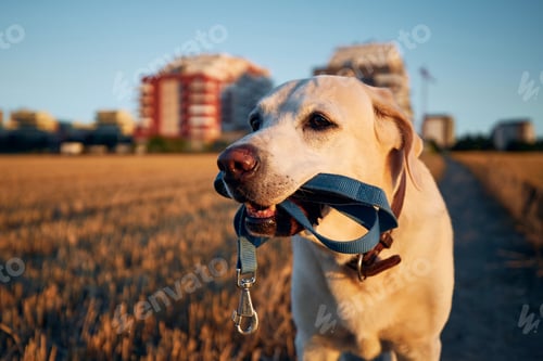 Preview: Happy Dog Holding Leash in Field at Sunset