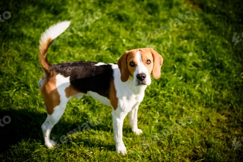 Preview: Beagle dog on a grass in park garden outdoors