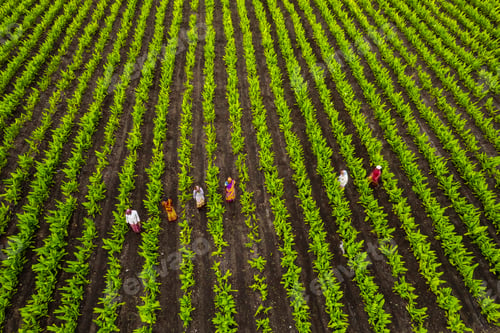 Preview: Aerial view of green agriculture field, India.