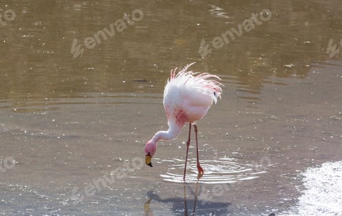 Preview: Flamingo in Bolivia