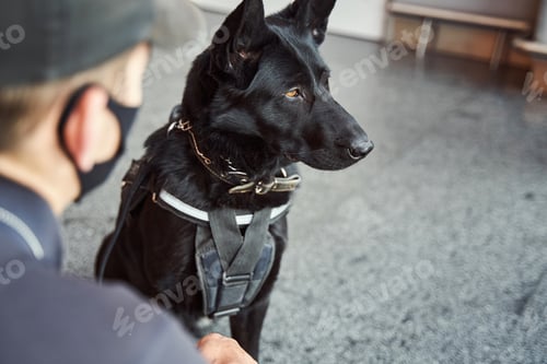 Preview: Detection dog on duty with security officer at airport