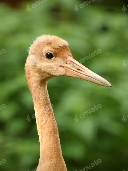 Preview: The red-crowned crane (Grus japonensis) bird baby