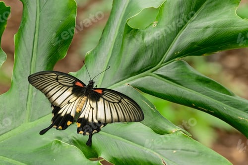 Preview: Close up of tropical butterfly