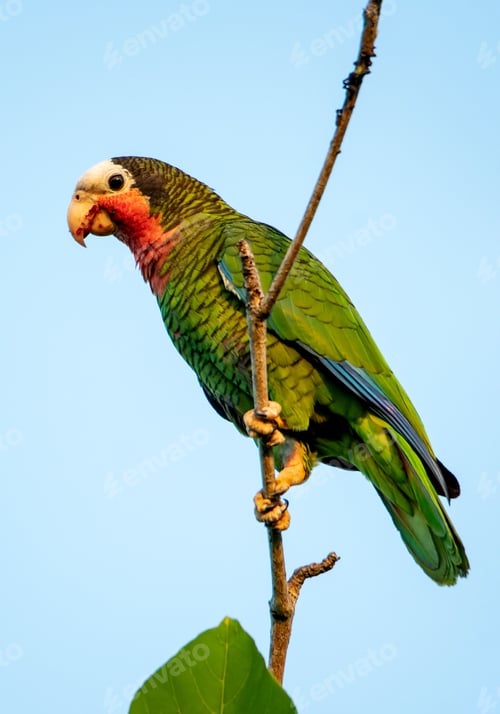 Preview: Cuban parrot perched on a tree branch against a bright blue sky backdrop