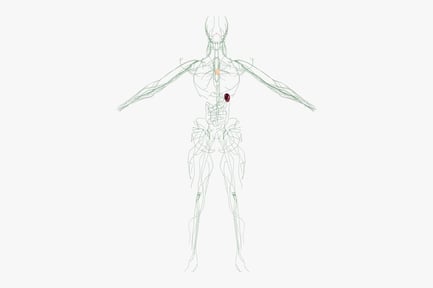 Preview: Human Lymphatic System Anatomy