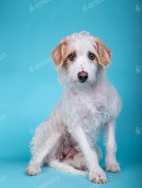 Preview: Nice mixed breed dog sitting on a blue background looking towards camera