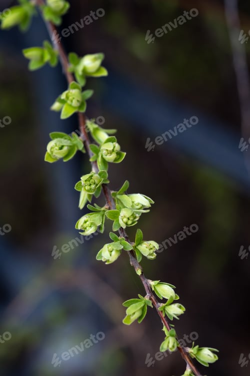 Preview: A branch with young leaves in natural conditions in spring.