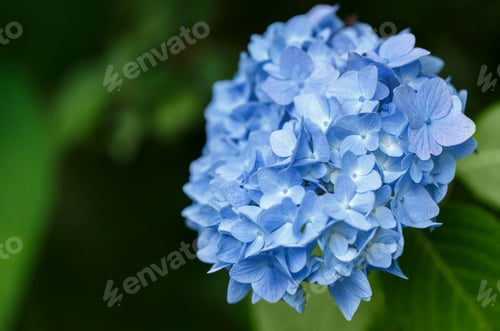 Preview: Bush of blooming blue Hydrangea