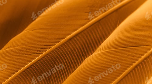 Preview: orange feather pigeon macro photo. texture or background