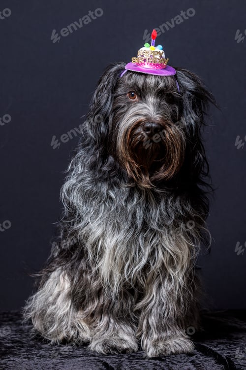 Preview: Schapendoes (Dutch Sheepdog) Happy Birthday hat on the head