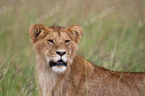 Preview: Majestic young lion gazing into the distance in the savannah.