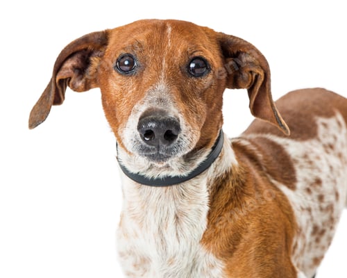 Preview: Closeup Cute Dachshund Mix Dog