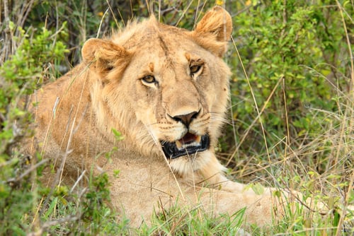 Preview: Young lion