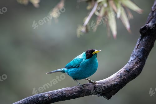 Preview: Closeup of a green honeycreeper (Chlorophanes spiza) perched on tree branch