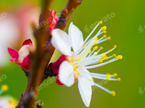 Preview: Blooming plum tree blossoms