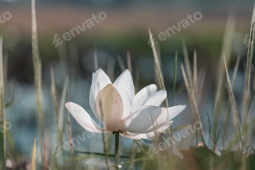 Preview: Lotus