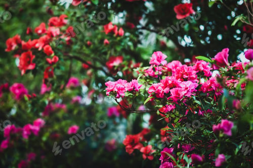 Preview: Blooming Azalea plants and Rhododendron trees in winter garden