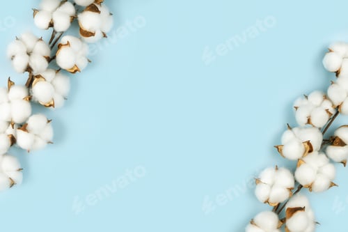 Preview: Branch of cotton flowers on blue background with copy space