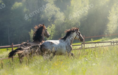 Preview: Herd of Spanish horses walks in field. Two stallions galloping on pasture.