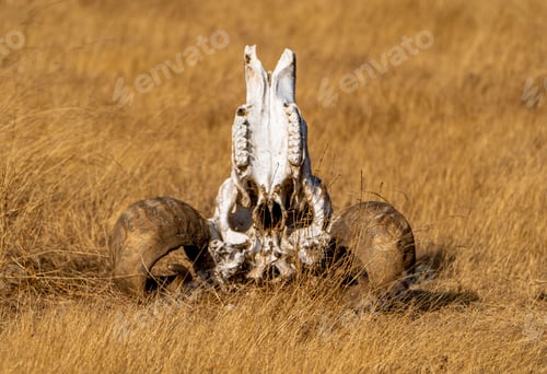 Preview: Closeup of an animal skull on a field of dry, golden grass