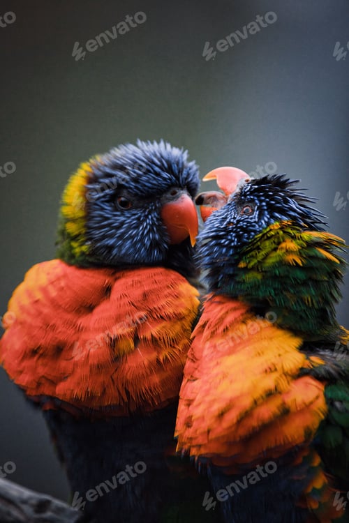 Preview: Small Loriini birds perched on a tree branch in a natural setting, looking out over the horizon