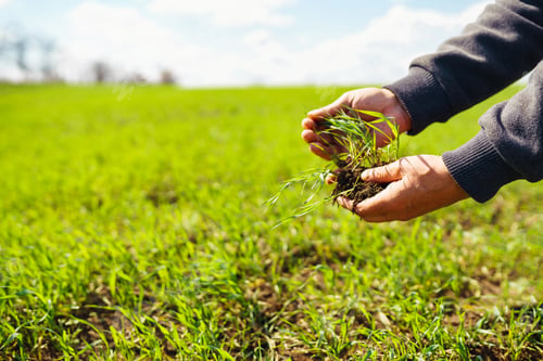 Preview: Young Green wheat seedlings in the hands of a farmer. Agronomist checks and explores sprouts of rye.