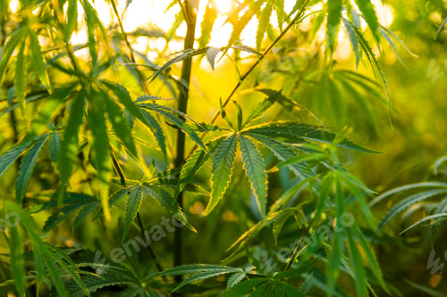 Preview: Green bushes of marijuana. Close up view of a marijuana cannabis bud