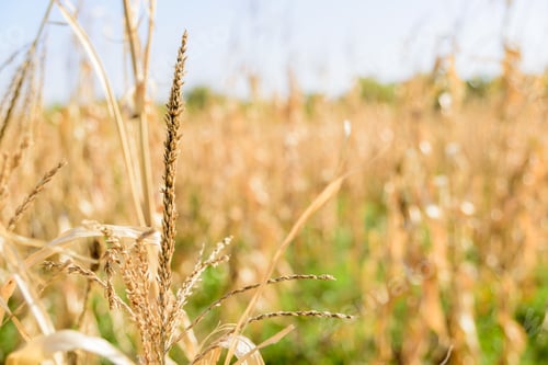 Preview: Dried corn ears in a field in autumn.