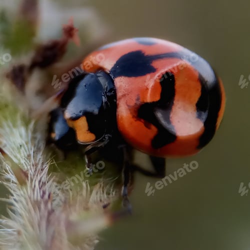 Preview: Ladybug